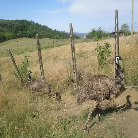 Agriturismo Fattoria Poggio Boalaio *