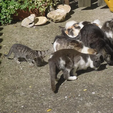 Fattoria Poggio Boalaio Bauernhof