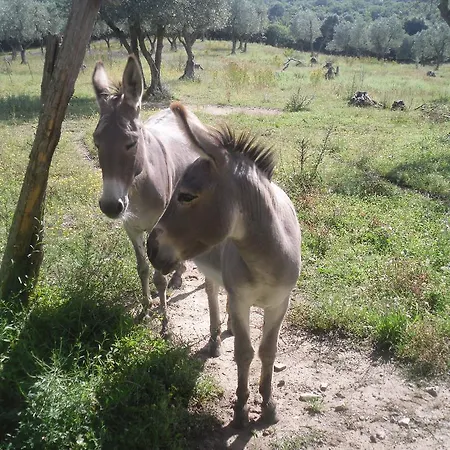 Lantgård Agriturismo Fattoria Poggio Boalaio