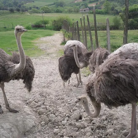 Lantgård Agriturismo Fattoria Poggio Boalaio *