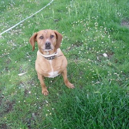 Fattoria Poggio Boalaio Bauernhof Orvieto