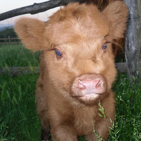 Fattoria Poggio Boalaio Lantgård Orvieto