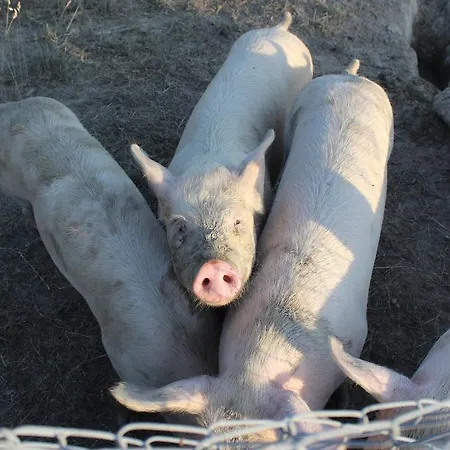 Fattoria Poggio Boalaio *