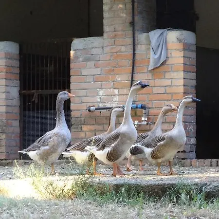 Lantgård Fattoria Poggio Boalaio Orvieto