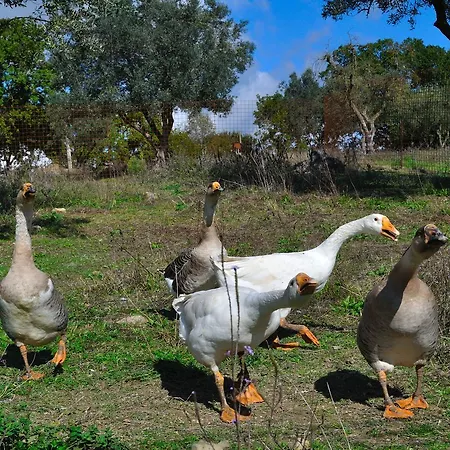 Lantgård Fattoria Poggio Boalaio Orvieto