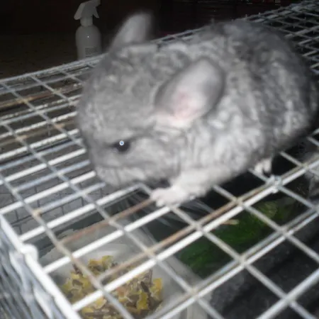 Lantgård Fattoria Poggio Boalaio *